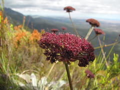Hermas gigantea