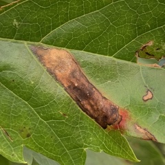 Phyllocnistis ampelopsiella