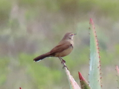 Cercotrichas coryphoeus coryphoeus