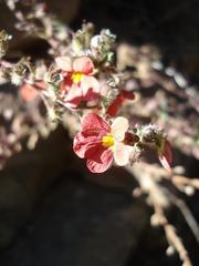 Jamesbrittenia breviflora