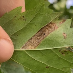 Phyllocnistis ampelopsiella