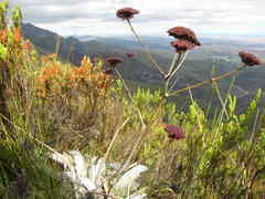 Hermas gigantea
