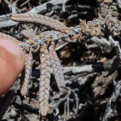 Crassula muscosa muscosa