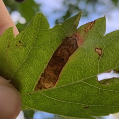 Phyllocnistis ampelopsiella