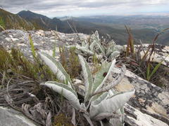 Hermas gigantea