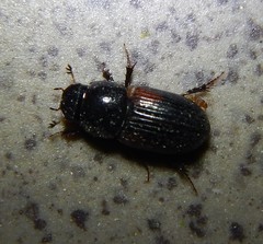 Nialus varians