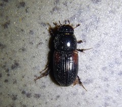 Nialus varians