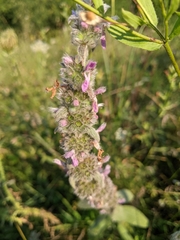 Stachys germanica
