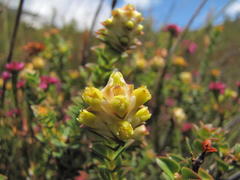 Penaea cneorum ruscifolia