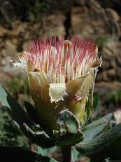 Protea subvestita