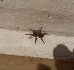 Lycosidae