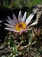 Berkheya purpurea
