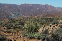 Euphorbia dregeana