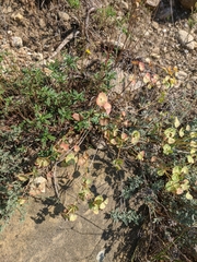 Euphorbia petrophila