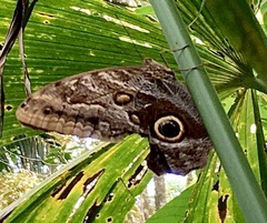 Caligo telamonius memnon