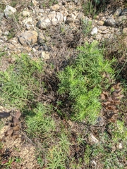 Salvia scabiosifolia