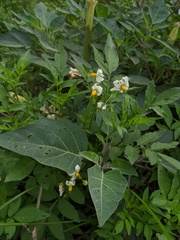 Solanum jamesii