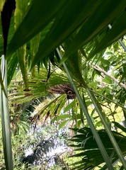 Caligo telamonius memnon