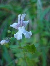 Nemesia silvatica