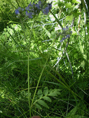 Polemonium occidentale