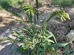 Panicum miliaceum