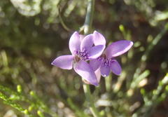 Cyphia digitata digitata