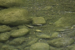 Herichthys pantostictus