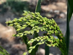 Panicum miliaceum