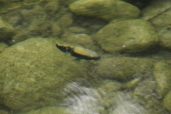 Herichthys pantostictus