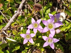 Gentianella aspera