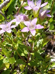 Gentianella aspera