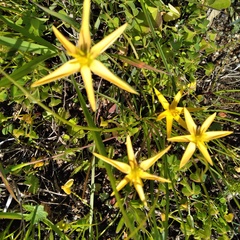 Pauridia serrata serrata
