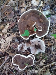 Phellodon confluens