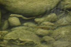 Herichthys pantostictus