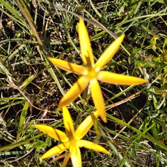 Pauridia serrata serrata