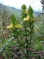 Alectra sessiliflora sessiliflora
