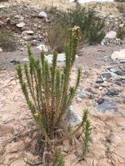 Pleocarphus revolutus