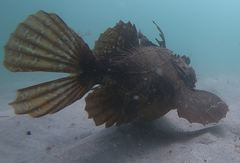 Hemitripterus americanus