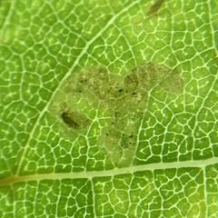 Agromyzidae