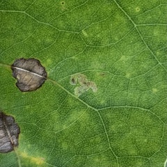 Agromyzidae
