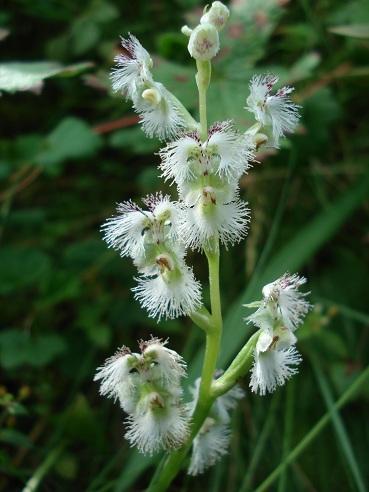 Mountain Mask Orchid
