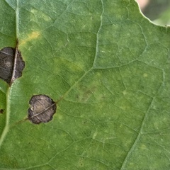 Agromyzidae