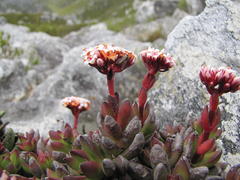 Crassula rubricaulis