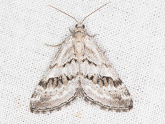 Lithostege