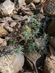 Galium rubioides