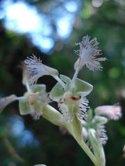 Huttonaea pulchra