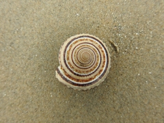 Architectonica perspectiva