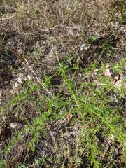 Asparagus verticillatus