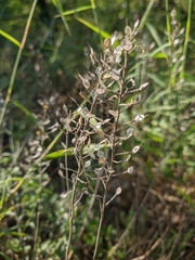 Odontarrhena obtusifolia