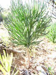 Eriospermum multifidum